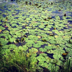 Nature Walk with Fred Roane @ The Park at Flat Rock | Flat Rock | North Carolina | United States