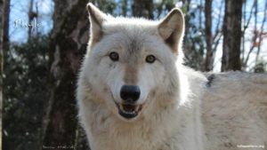 Howl In @ Full Moon Farm Wolfdog Sanctuary  | Black Mountain | North Carolina | United States