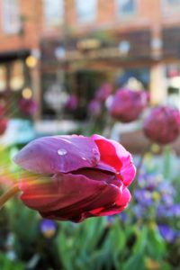 Virtual 16th Annual Easter Bonnet Promenade @ Historic Downtown Hendersonville | Hendersonville | North Carolina | United States