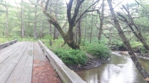 Bogs, Bugs and Beavers Guided Walks @ Cradle of Forestry - Historic Site & Discovery Center  | Pisgah Forest | North Carolina | United States