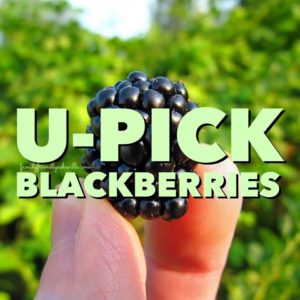 Blackberry Picking @ in the Asheville area