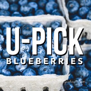 Blueberry Picking @ in the Asheville area