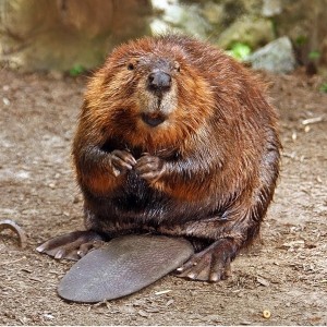 American_Beaver-300x300