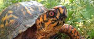 5th Annual Box Turtle Day @ The North Carolina Arboretum | Asheville | North Carolina | United States