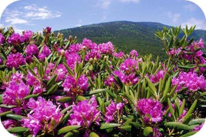 Group Roan Mountain Hike @ Roan Mountain | Roan Mountain | Tennessee | United States