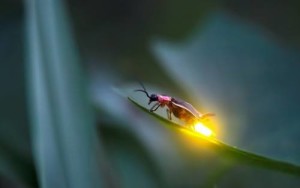 Firefly Twilight Tour @ Cradle of Forestry - Historic Site & Discovery Center  | Pisgah Forest | North Carolina | United States