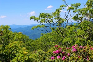 Ranger Hike of the Week: Peak at the Pinnacle @ Craggy Dome Parking Overlook, Milepost 364.1