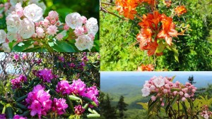 Hike of the Week: "Fire Tower and Summer Flowers" @ Fryingpan Trail pullout at MP 409.6 | Asheville | North Carolina | United States