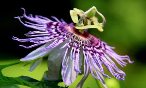 Hike of the Week: Wildflower Walk @ Blue Ridge Parkway Milepost 377.4