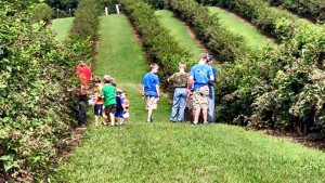 Blackberry Picking @ Justus Orchard | Hendersonville | North Carolina | United States