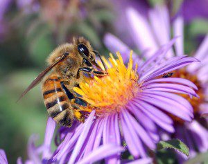 Bug Day & National Pollinator Week Celebration @ Cradle of Forestry - Historic Site & Discovery Center  | Pisgah Forest | North Carolina | United States