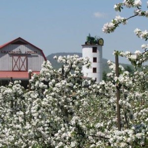 Apple and/or Peach Picking! @ Grandad's Apples N' Such | Hendersonville | North Carolina | United States