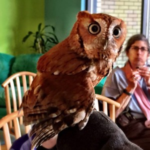 Wild For Life Fundraiser and Birds of Prey Exhibit on Merrimon @ The Hop Ice Cream Cafe  | Asheville | North Carolina | United States