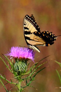 Family Night: "Pollinators Along the Parkway" @ Blue Ridge Parkway Visitors Center Asheville, North Carolina 28803 | Asheville | North Carolina | United States