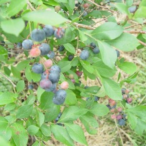 Blueberry Picking @ Obermiller's Strawberry Farm | Hendersonville | North Carolina | United States