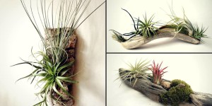 Air Plant Display Workshop @ Fifth Season Gardening Co. Asheville Market  | Asheville | North Carolina | United States