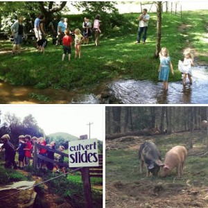 Family Day @ Hickory Nut Gap Farm | Fairview | North Carolina | United States