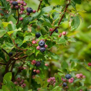 After Hours Hike - "Adventurous Eats" @ pin Walnut Cove Overlook Parking MP 396.4 on the Blue Ridge Parkway