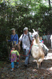 Afternoon Tea With Llamas @ Cradle of Forestry - Historic Site & Discovery Center 11250 Pisgah Hwy, Pisgah Forest, North Carolina 28768 | Pisgah Forest | North Carolina | United States