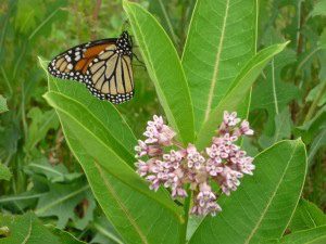 Bring Back the Monarchs @ Cradle of Forestry - Historic Site & Discovery Center  | Pisgah Forest | North Carolina | United States