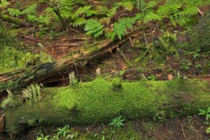 Hike of the Week: Flat Laurel Creek @ Off the Parkway just south of Milepost 420