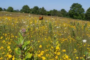 Hike of the Week: Nature's Road Trip @ Blue Ridge Parkway: Big Ridge Overlook MP 403.6