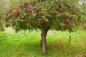 Pick Your Own Organic Apples @ Laughing Waters and Hickory Nut Forest