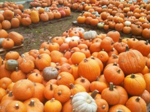 Pumpkin Truck Unload @ Abernathy United Methodist Church | Asheville | North Carolina | United States