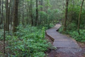 Pink Beds and Barnett Branch Hike @ Brevard – Pink Beds Trailhead