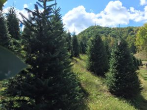 Choose N Cut Christmas Trees @ Boyd Mountain Christmas Tree Farm | Waynesville | North Carolina | United States