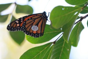 Annual Monarch Tag and Release @ Hop'n Blueberry Farm  | Black Mountain | North Carolina | United States