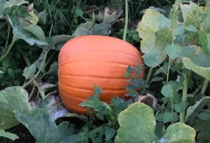 U-Pick Pumpkins & 5 Acre Corn Maze @ Stepp's Hillcrest Orchard | Hendersonville | North Carolina | United States