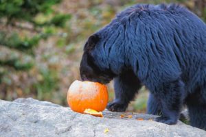 Beary Scary Halloween @ Grandfather Mountain | Linville | North Carolina | United States