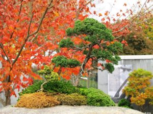 Annual Carolina Bonsai Expo @ The North Carolina Arboretum | Asheville | North Carolina | United States