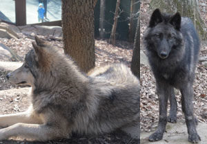 Wolf Howl Presentation @ WNC Nature Center | Asheville | North Carolina | United States