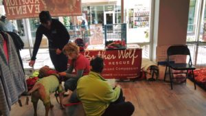 Adoptable Animal Event @ New Balance Factory Store | Asheville | North Carolina | United States