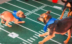 Puppy Bowl 2018 with The Vegan Bros! @ Sanctuary Brewing Company  | Hendersonville | North Carolina | United States