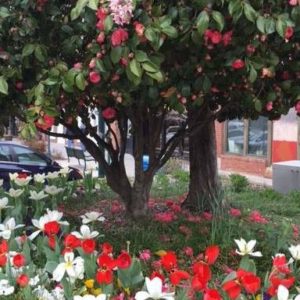 15th Annual Tulip Extravaganza @ Downtown Hendersonville