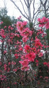 Open House @ Asheville Forest School | Asheville | North Carolina | United States