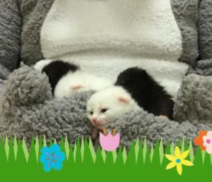 Easter Kitty Food Drive with Hello Kitty! @ PetSmart (Arden, NC)  | Arden | North Carolina | United States