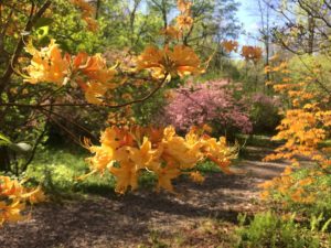 58th Annual Rhododendron & Azalea Flower Show @ The North Carolina Arboretum | Asheville | North Carolina | United States