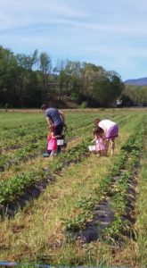 Strawberry Picking @ The Ten Acre Garden | Canton | North Carolina | United States