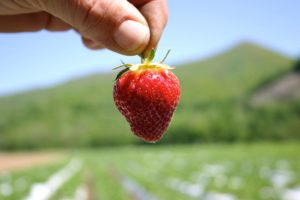 2017 Strawberry Jam Festival @ Darnell Farms  | Bryson City | North Carolina | United States