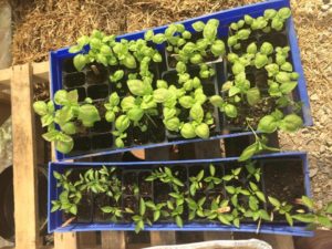 Spring Plant Sale & Garden Party @ Vance Elementary School  | Asheville | North Carolina | United States