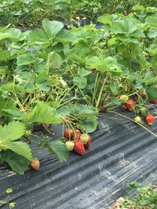 Strawberry Picking (by appointment only) @ Flying Cloud Farm | Fairview | North Carolina | United States