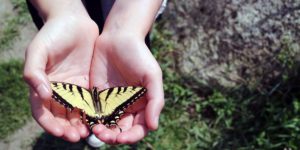 Celebrate National Trails Day With Us! @ Pink Beds, Pisgah National Forest Brevard, North Carolina 28768 | Pisgah Forest | North Carolina | United States