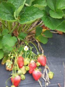 Strawberry Picking @ Obermiller's Strawberry Farm | Hendersonville | North Carolina | United States