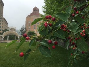 Serviceberry (aka Juneberries) Picking @ Asheville’s Parks