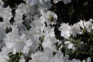 Pollinator Walk with Roselie Estey @ The Park at Flat Rock  | Flat Rock | North Carolina | United States