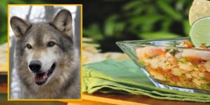 Tacos and Wolfdogs - A fundraiser for Full Moon Farm @ Full Moon Farm Wolfdog Sanctuary Full Moon Farm, Inc. 